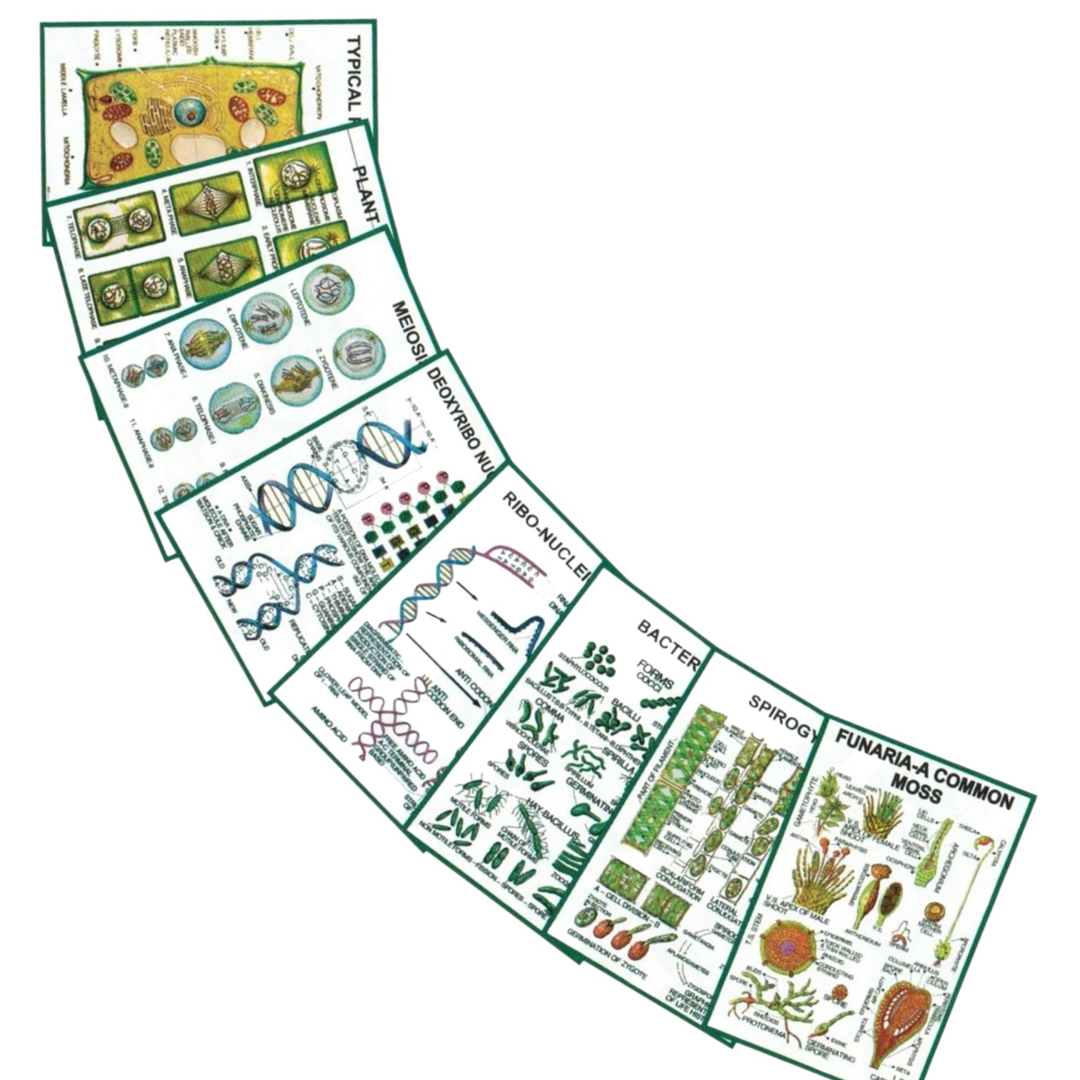 Chart - General Botany -II