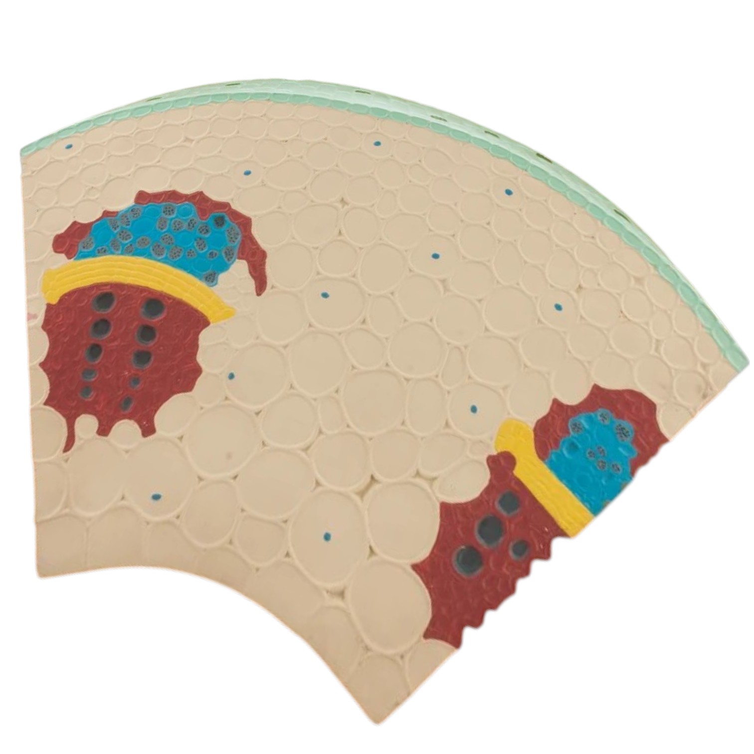 Model Dicot Stem