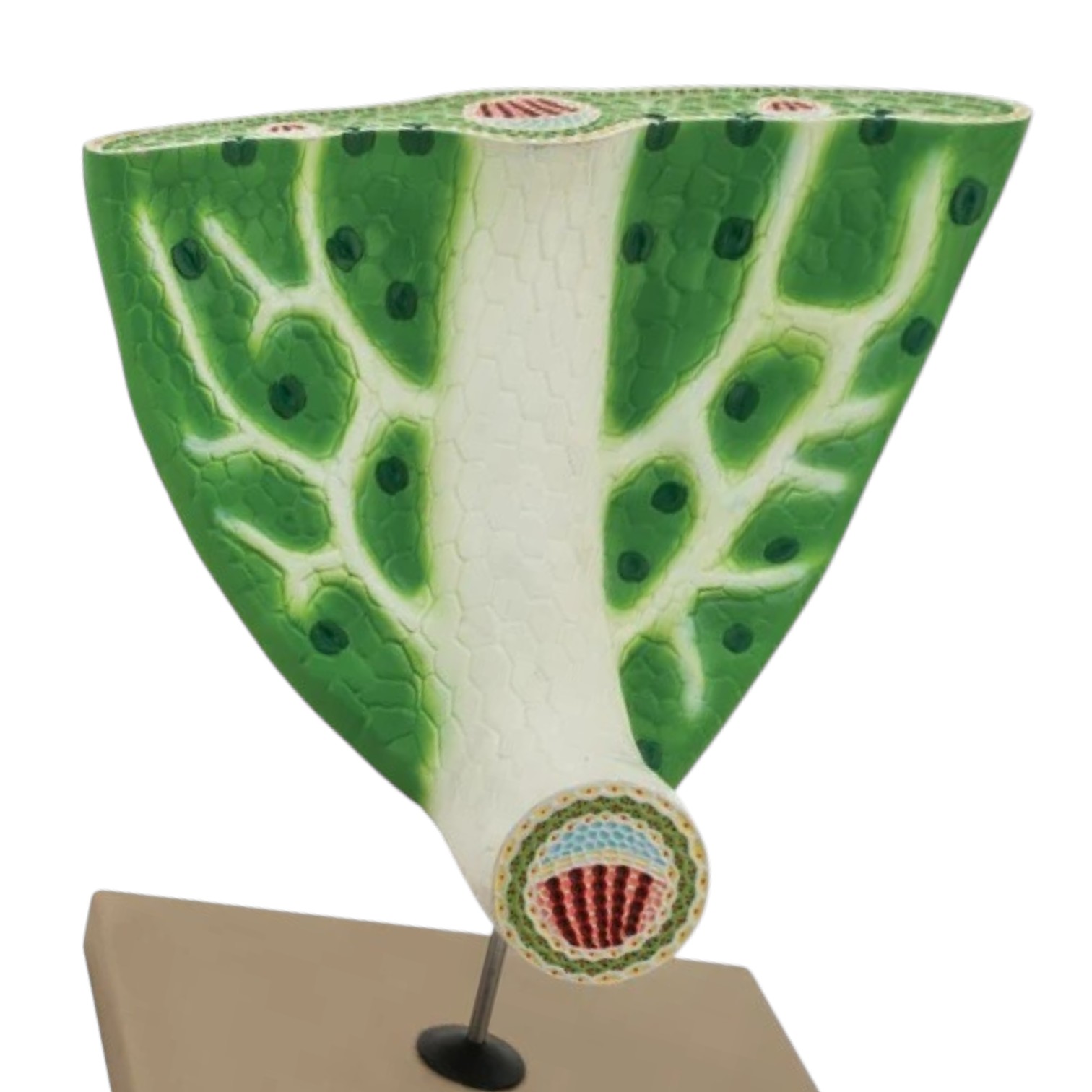 Model Leaf Anatomy