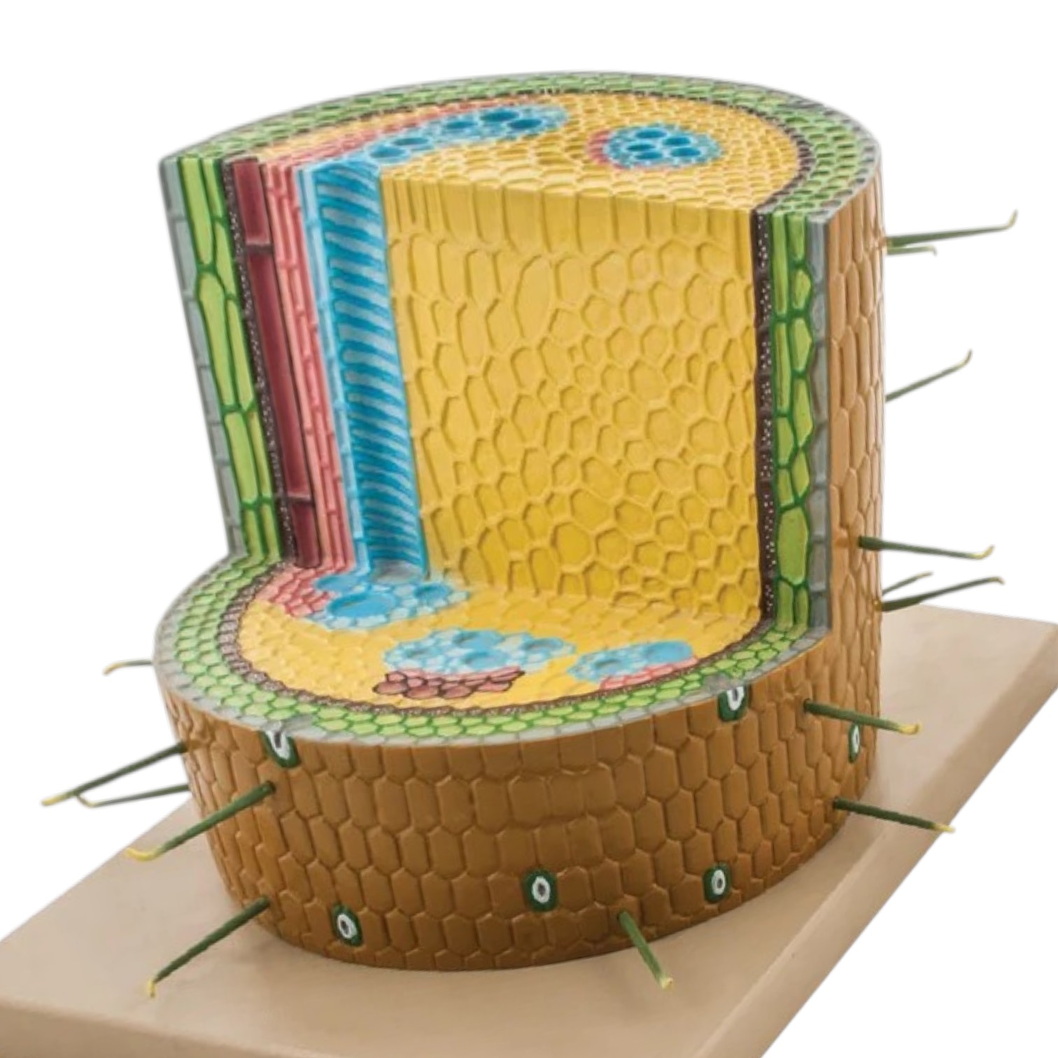 Model Dicotyledon Plant Stem, Cross Section 200 times full size