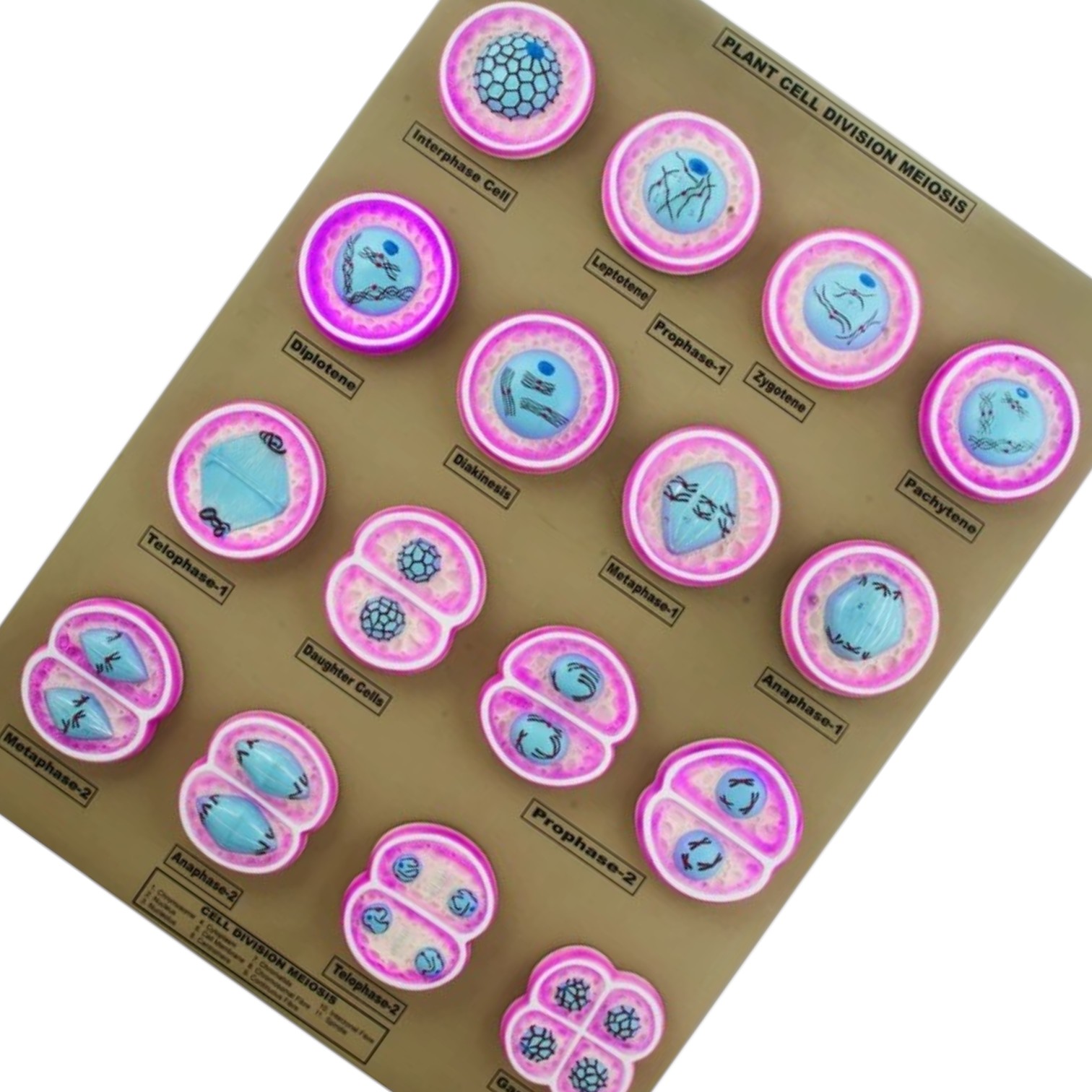 16 Plant Cell Division Meiosis Model, Mounted on Base - 24" x18" - ELabs