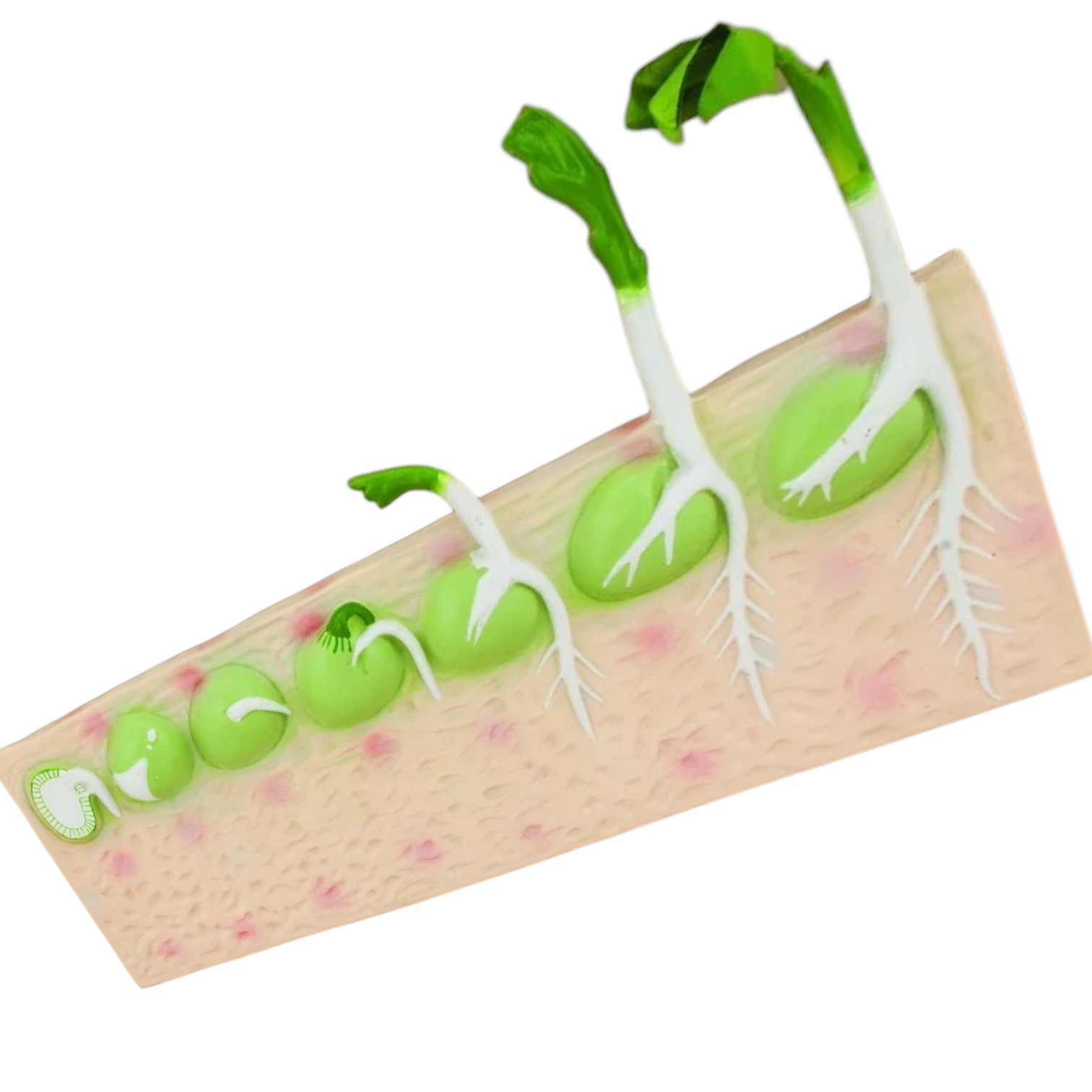 ELabs Seed Germination Model (Pea) on base; 14 inches