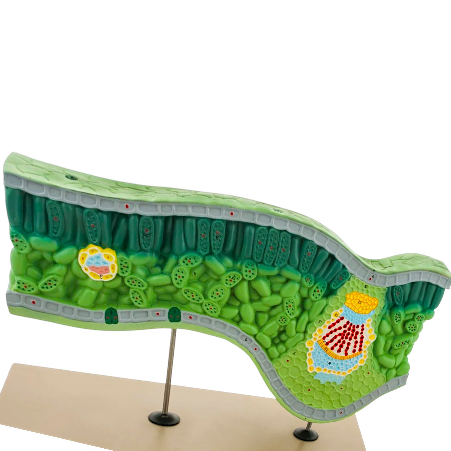 Model Leaf Structure