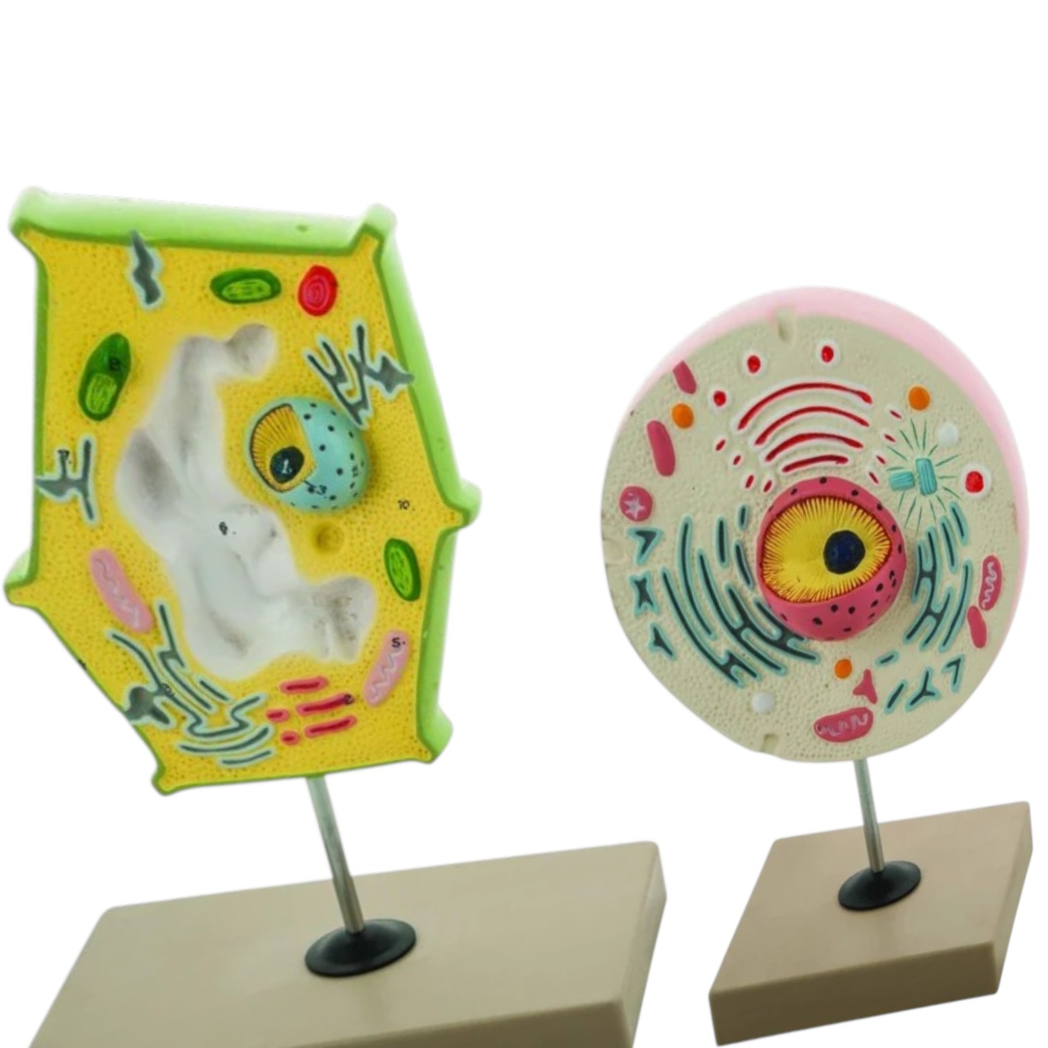 Model Plant and Animal Cell Comparison - ELabs