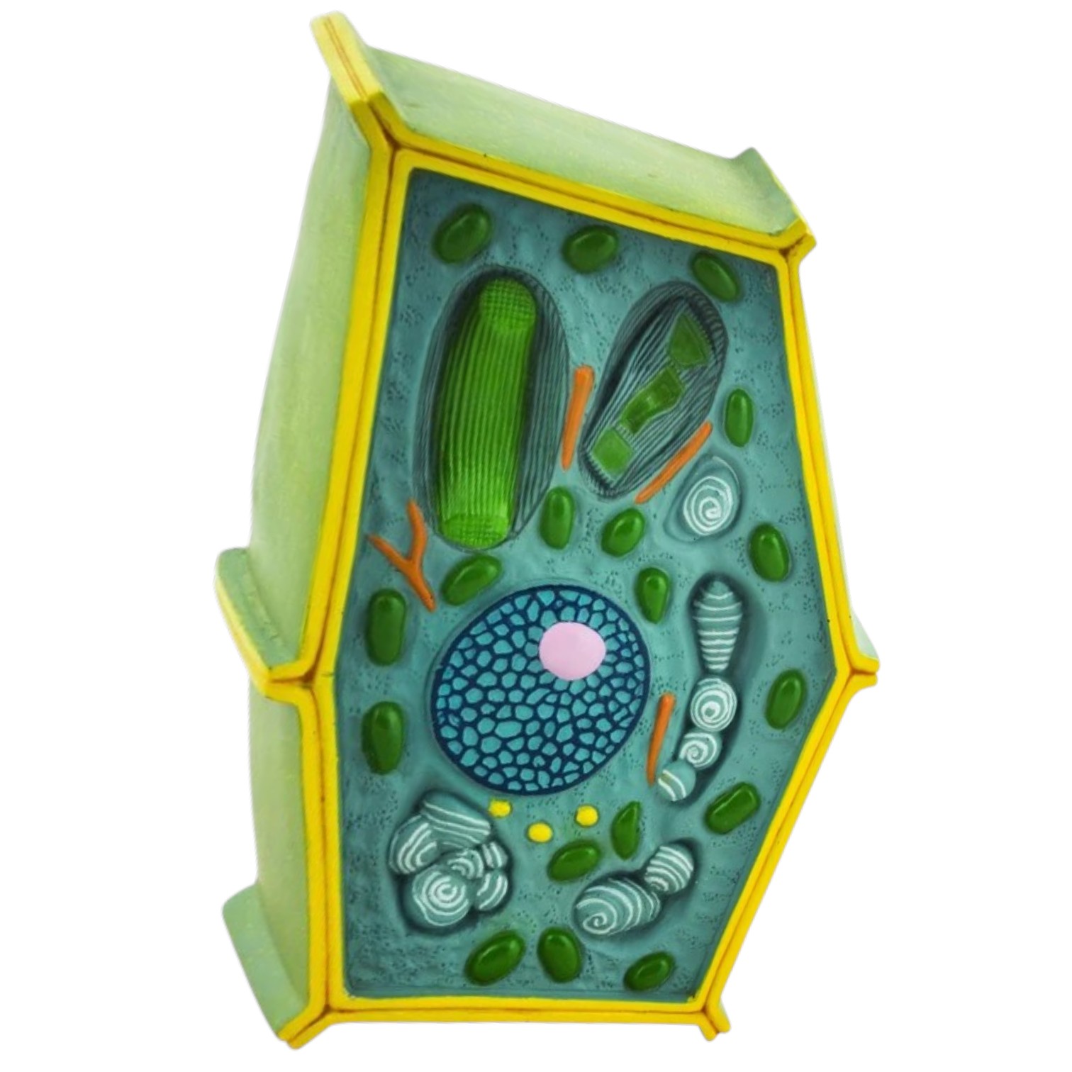 ELabs Plant Cell Model; free standing 50 million times enlarged; 10" X 6.5" X 4"