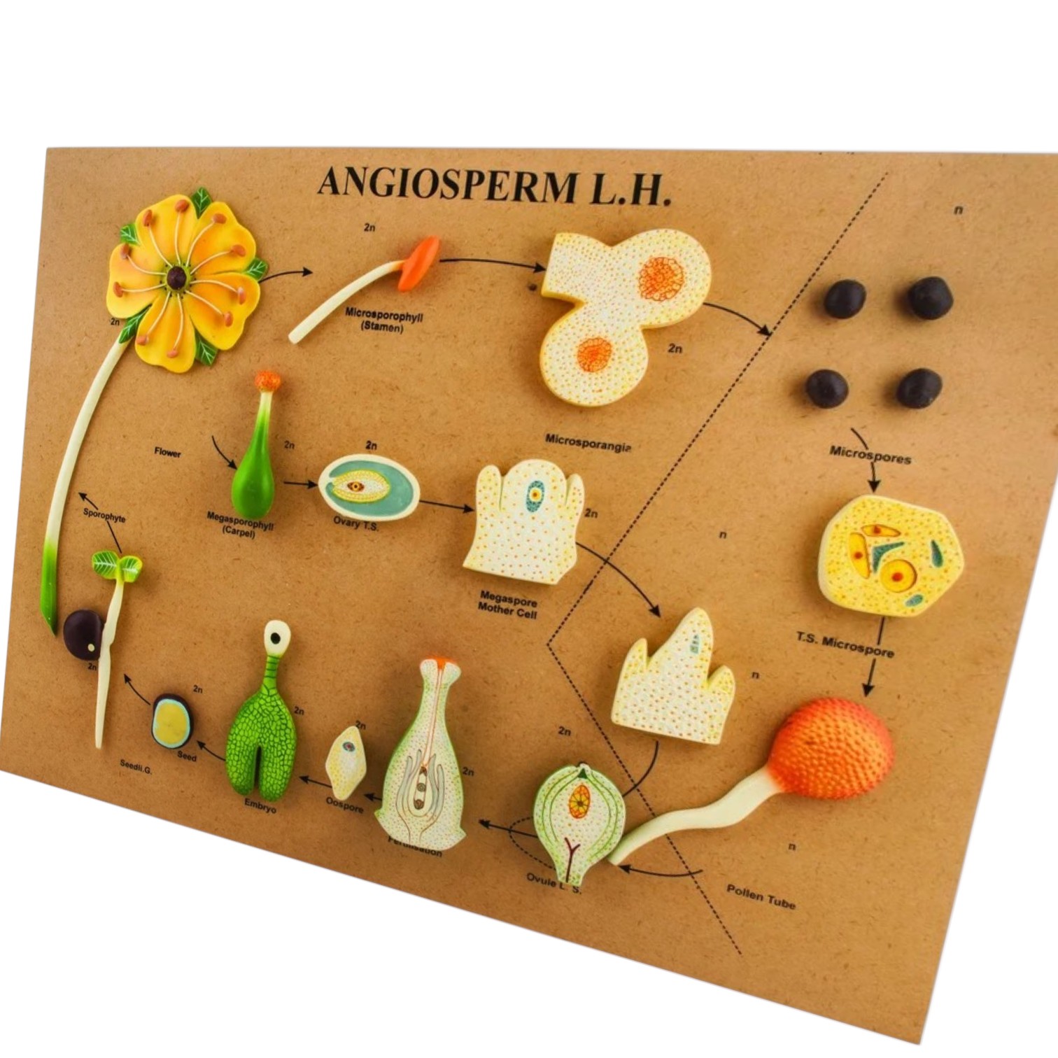 L.H of Angiosperms Model - Three Dimensional - Hand Painted Details, Magnified - Mounted on Base, 24" x 18" x 2" - ELabs