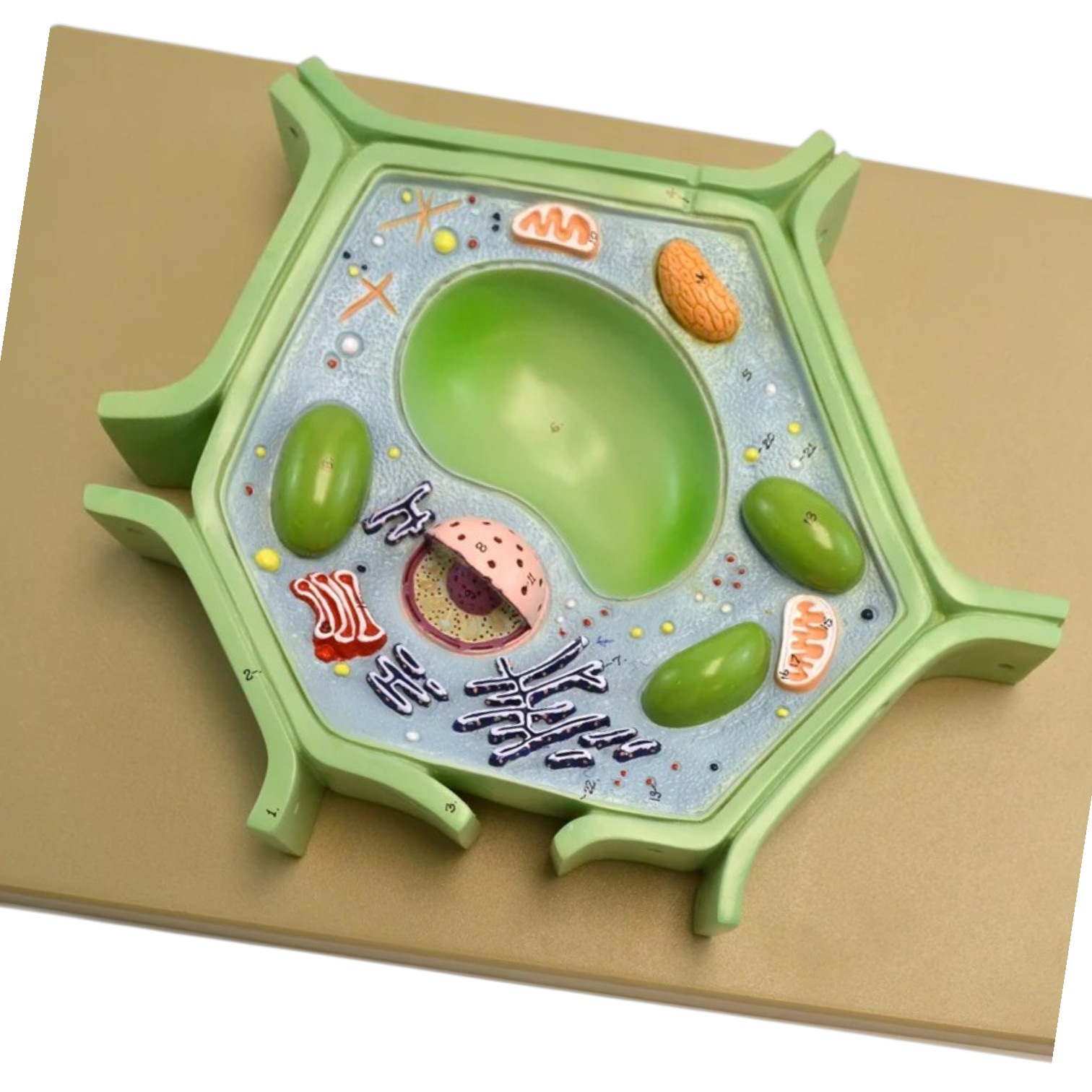 ELabs Plant Cell Model on base; 11.5" X 10" X 2"