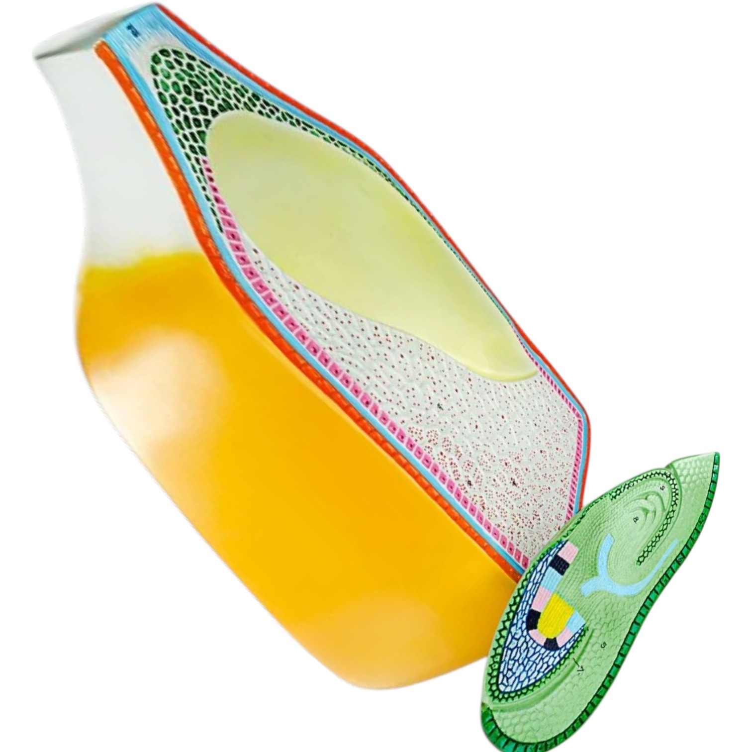 ELabs ?" Corn Seed 2-Part Model for Plant Anatomy Study ?" Split Corn Seed Display for Internal and External Structure in Biology, Botany, and Agricultural Education